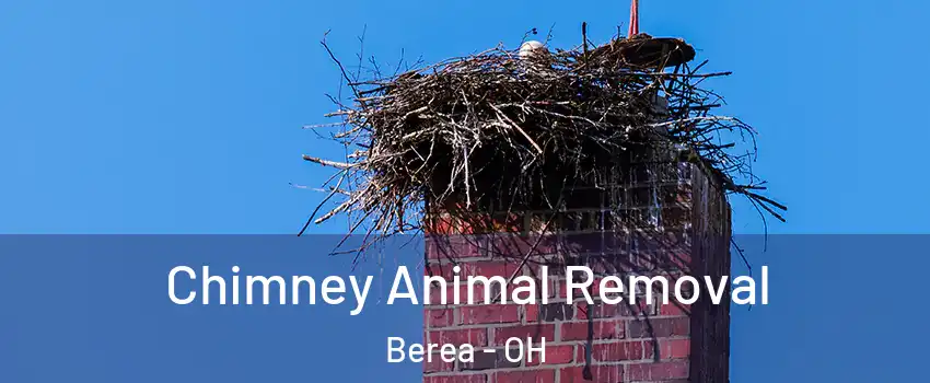  Chimney Animal Removal Berea - OH