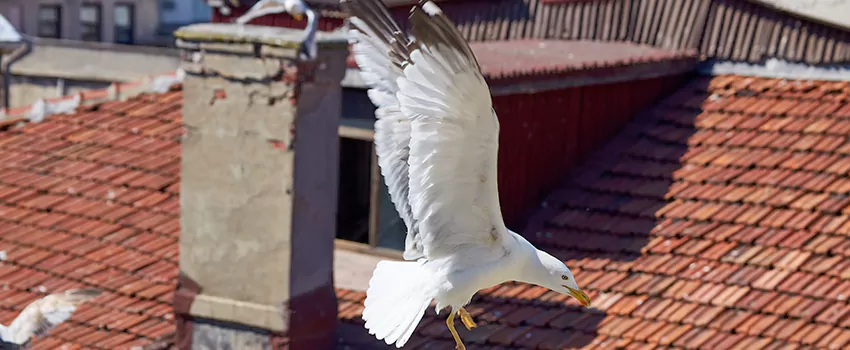 Residential Chimney Animal Removal Solution in Berea, OH